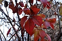 Parco Europa Autunno_102